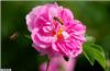 گل محمدی، برای درمان دردهای روماتیسمی